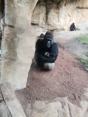 Gorilla gorilla