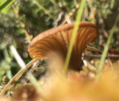 Arrhenia sphagnicola