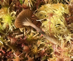 Arrhenia sphagnicola