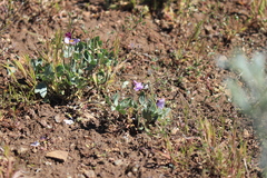 Viola trinervata