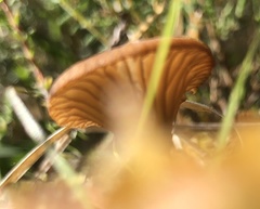 Arrhenia sphagnicola