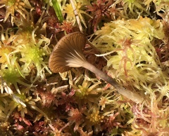 Arrhenia sphagnicola