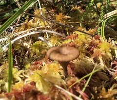 Arrhenia sphagnicola