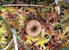 Arrhenia sphagnicola