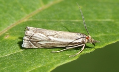 Xanthocrambus lucellus