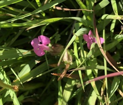 Pedicularis sylvatica