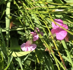 Pedicularis sylvatica