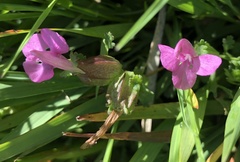 Pedicularis sylvatica