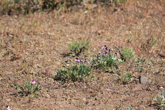 Viola trinervata