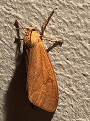 Virbia opella