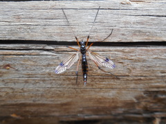 Dictenidia bimaculata