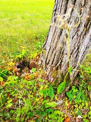 Hieracium sylvularum