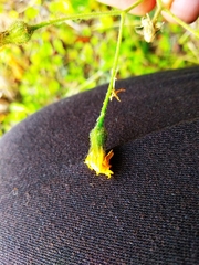 Hieracium sylvularum