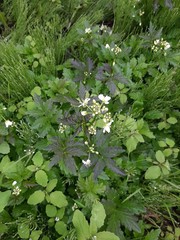 Cardamine leucantha