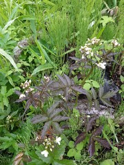 Cardamine leucantha