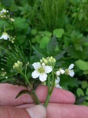 Cardamine leucantha