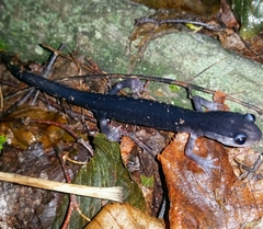 Plethodon amplus
