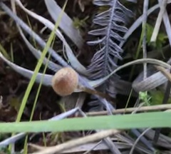 Galerina paludosa