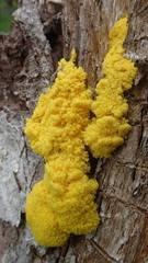Fuligo septica septica