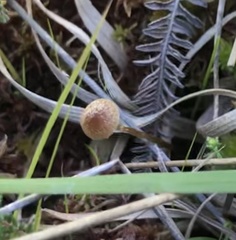 Galerina paludosa