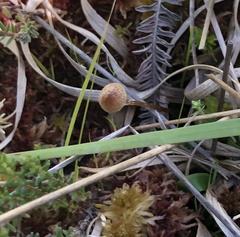 Galerina paludosa