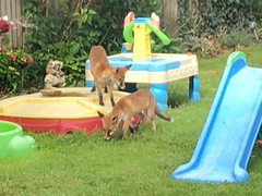 Vulpes vulpes