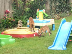 Vulpes vulpes