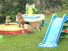 Vulpes vulpes