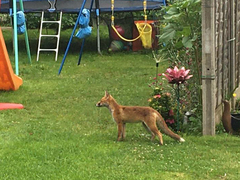 Vulpes vulpes