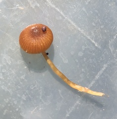 Galerina paludosa