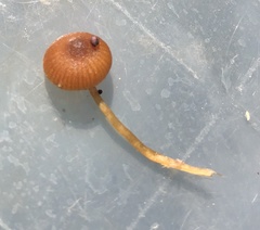 Galerina paludosa