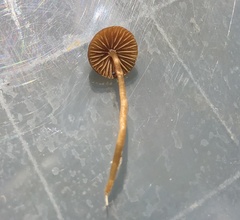 Galerina paludosa