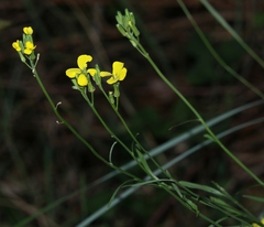 Erysimum rhaeticum