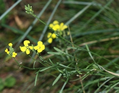 Erysimum rhaeticum
