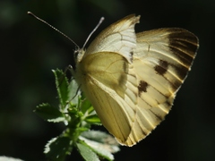 Pieris napi