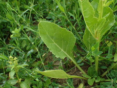 Beta vulgaris vulgaris