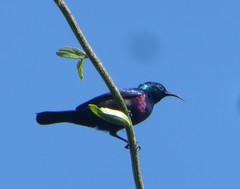 Cinnyris bifasciatus