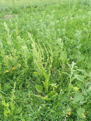 Beta vulgaris vulgaris