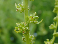 Beta vulgaris vulgaris