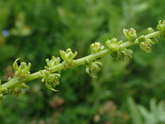 Beta vulgaris vulgaris