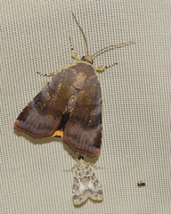 Noctua janthina