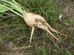 Beta vulgaris vulgaris