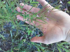 Epilobium ciliatum