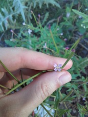Epilobium ciliatum