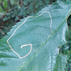 Lyonetia clerkella