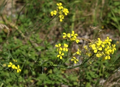 Erysimum rhaeticum
