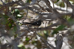Rhipidura phasiana