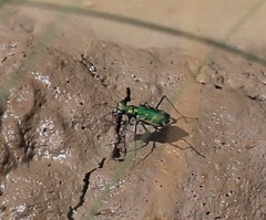 Ellipsoptera marutha