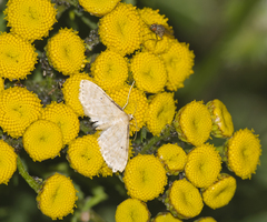 Idaea fuscovenosa