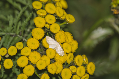 Idaea fuscovenosa